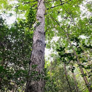 Photo #10 of Off Baxter Road, Disputanta, VA 25.0 acres