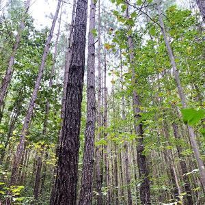 Photo #11 of Off Baxter Road, Disputanta, VA 25.0 acres