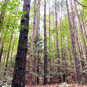 Photo #13 of Off Baxter Road, Disputanta, VA 25.0 acres