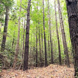 Photo #14 of Off Baxter Road, Disputanta, VA 25.0 acres