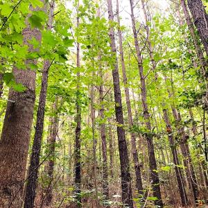 Photo #15 of Off Baxter Road, Disputanta, VA 25.0 acres