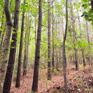 Photo #16 of Off Baxter Road, Disputanta, VA 25.0 acres