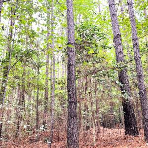 Photo #18 of Off Baxter Road, Disputanta, VA 25.0 acres