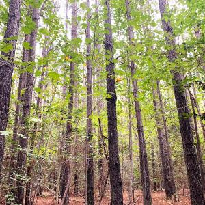Photo #19 of Off Baxter Road, Disputanta, VA 25.0 acres