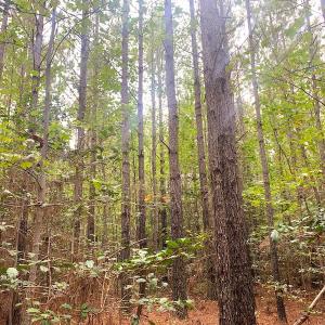 Photo #20 of Off Baxter Road, Disputanta, VA 25.0 acres
