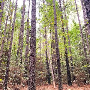 Photo #21 of Off Baxter Road, Disputanta, VA 25.0 acres
