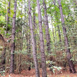 Photo #22 of Off Baxter Road, Disputanta, VA 25.0 acres