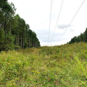 Photo #25 of Off Baxter Road, Disputanta, VA 25.0 acres