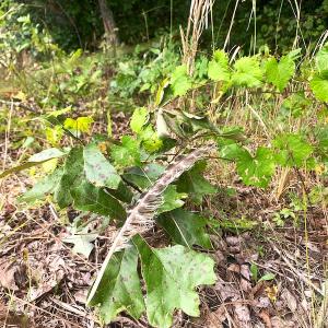 Photo #26 of Off Baxter Road, Disputanta, VA 25.0 acres