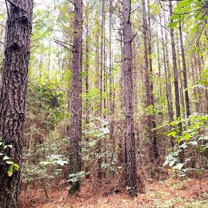 Photo #27 of Off Baxter Road, Disputanta, VA 25.0 acres
