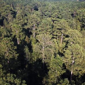 Photo #32 of Off Newville Road, Waverly, VA 150.0 acres