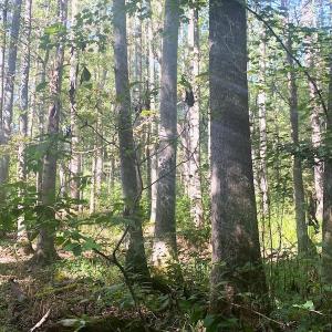 Photo #3 of SOLD property in Off Cabin Point Road, Disputanta, VA 15.0 acres