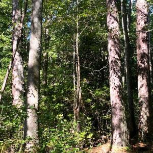 Photo #4 of SOLD property in Off Cabin Point Road, Disputanta, VA 15.0 acres