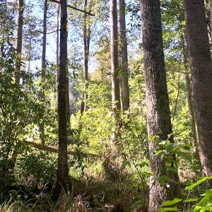 Photo #5 of SOLD property in Off Cabin Point Road, Disputanta, VA 15.0 acres