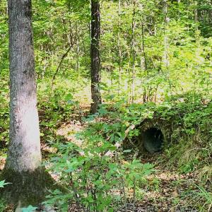 Photo #6 of SOLD property in Off Cabin Point Road, Disputanta, VA 15.0 acres