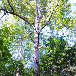 Photo #7 of SOLD property in Off Cabin Point Road, Disputanta, VA 15.0 acres