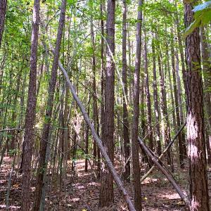 Photo #8 of SOLD property in Off Cabin Point Road, Disputanta, VA 15.0 acres