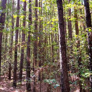Photo #9 of SOLD property in Off Cabin Point Road, Disputanta, VA 15.0 acres