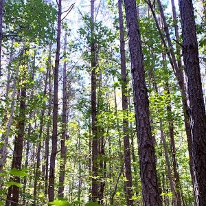 Photo #10 of SOLD property in Off Cabin Point Road, Disputanta, VA 15.0 acres