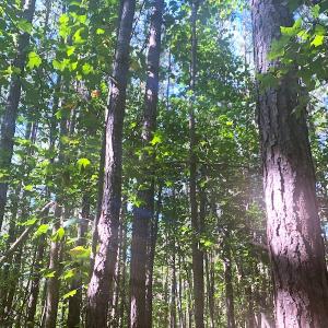 Photo #12 of SOLD property in Off Cabin Point Road, Disputanta, VA 15.0 acres