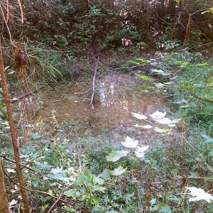 Photo #13 of SOLD property in Off Cabin Point Road, Disputanta, VA 15.0 acres
