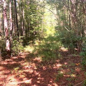 Photo #17 of SOLD property in Off Cabin Point Road, Disputanta, VA 15.0 acres