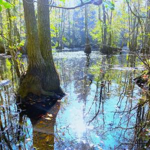 Photo #18 of SOLD property in Off Cabin Point Road, Disputanta, VA 15.0 acres