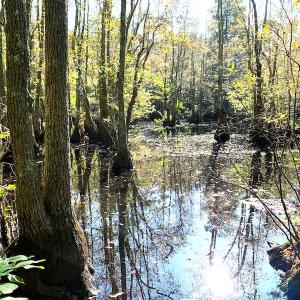 Photo #19 of SOLD property in Off Cabin Point Road, Disputanta, VA 15.0 acres