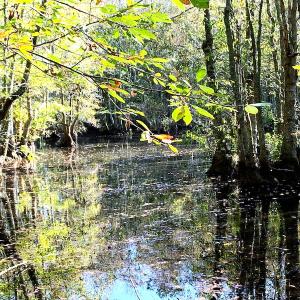 Photo #20 of SOLD property in Off Cabin Point Road, Disputanta, VA 15.0 acres