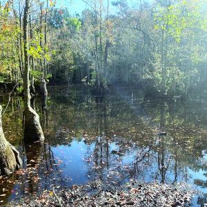 Photo #21 of SOLD property in Off Cabin Point Road, Disputanta, VA 15.0 acres
