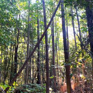 Photo #22 of SOLD property in Off Cabin Point Road, Disputanta, VA 15.0 acres
