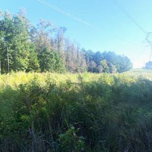 Photo #23 of SOLD property in Off Cabin Point Road, Disputanta, VA 15.0 acres