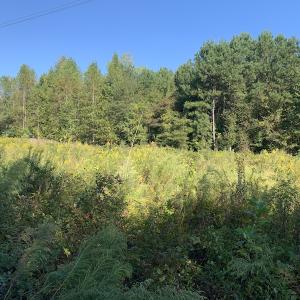 Photo #24 of SOLD property in Off Cabin Point Road, Disputanta, VA 15.0 acres