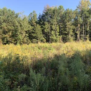 Photo #25 of SOLD property in Off Cabin Point Road, Disputanta, VA 15.0 acres