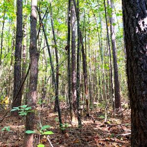 Photo #27 of SOLD property in Off Cabin Point Road, Disputanta, VA 15.0 acres