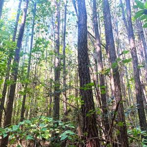 Photo #28 of SOLD property in Off Cabin Point Road, Disputanta, VA 15.0 acres