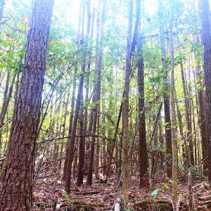 Photo #29 of SOLD property in Off Cabin Point Road, Disputanta, VA 15.0 acres