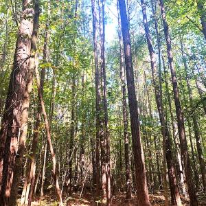 Photo #30 of SOLD property in Off Cabin Point Road, Disputanta, VA 15.0 acres
