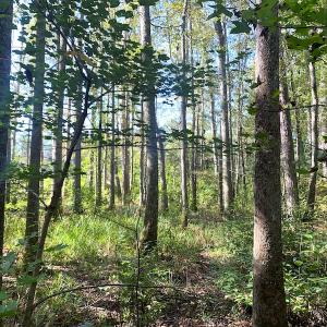 Photo #32 of SOLD property in Off Cabin Point Road, Disputanta, VA 15.0 acres