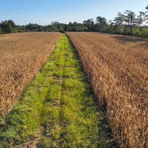 Photo #15 of SOLD property in 945 Hardesty Loop Road, Newport, NC 44.5 acres