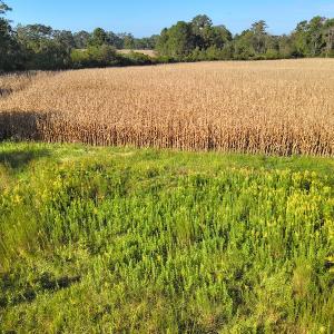 Photo #20 of SOLD property in 945 Hardesty Loop Road, Newport, NC 44.5 acres