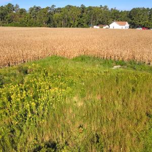 Photo #21 of SOLD property in 945 Hardesty Loop Road, Newport, NC 44.5 acres
