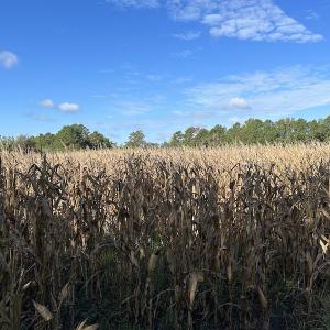 Photo #23 of SOLD property in 945 Hardesty Loop Road, Newport, NC 44.5 acres