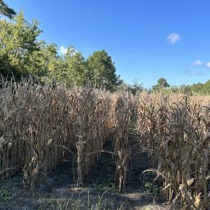 Photo #24 of SOLD property in 945 Hardesty Loop Road, Newport, NC 44.5 acres
