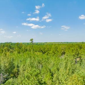 Photo #5 of SOLD property in Off Soles Cemetery Lane, Tabor City, NC 5.0 acres