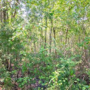 Photo #15 of SOLD property in Off Soles Cemetery Lane, Tabor City, NC 5.0 acres