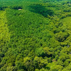 Photo #4 of SOLD property in Off Hunters Bluff Drive, Warrenton, NC 12.0 acres