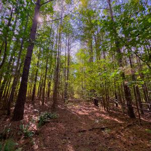 Photo #5 of SOLD property in Off Hunters Bluff Drive, Warrenton, NC 12.0 acres