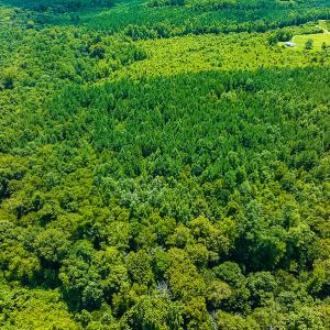 Photo #7 of SOLD property in Off Hunters Bluff Drive, Warrenton, NC 12.0 acres