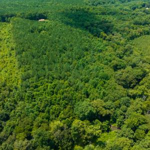 Photo #10 of SOLD property in Off Hunters Bluff Drive, Warrenton, NC 12.0 acres